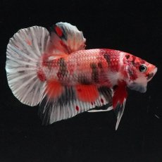 画像1: HMPK　キャンディカッパー (1)