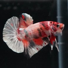 画像7: HMPK　キャンディカッパー (7)