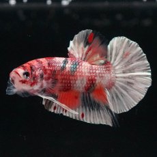 画像2: HMPK　キャンディカッパー (2)