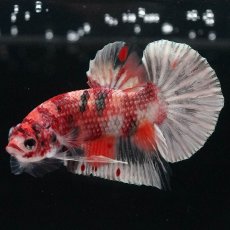 画像8: HMPK　キャンディカッパー (8)