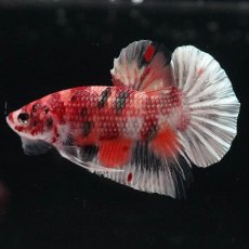 画像6: HMPK　キャンディカッパー (6)