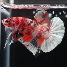 画像4: HMPK　キャンディカッパー (4)