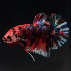 画像6: HMPK　キャンディ (6)