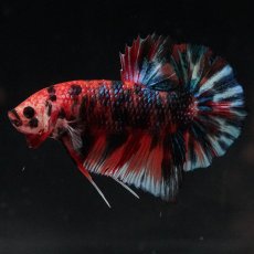 画像2: HMPK　キャンディ (2)