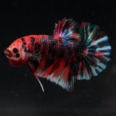 画像4: HMPK　キャンディ (4)