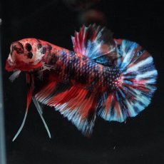 画像8: HMPK　キャンディ (8)