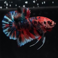 画像7: HMPK　キャンディ (7)