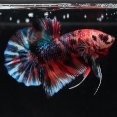 画像5: HMPK　キャンディ (5)