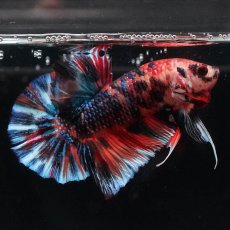 画像1: HMPK　キャンディ (1)