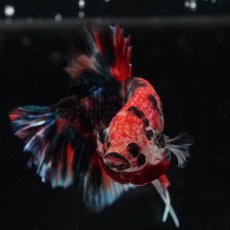 画像3: HMPK　キャンディ (3)