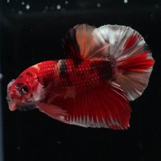 画像6: HMPK　キャンディ (6)