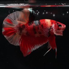 画像10: HMPK　キャンディ (10)