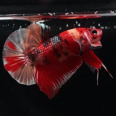 画像9: HMPK　キャンディ (9)