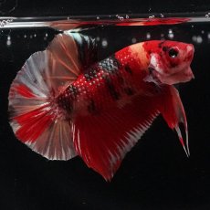 画像8: HMPK　キャンディ (8)