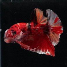 画像4: HMPK　キャンディ (4)