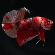 画像5: HMPK　キャンディ (5)