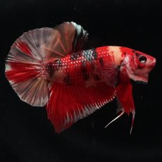 画像1: HMPK　キャンディ (1)