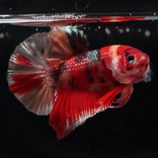 画像3: HMPK　キャンディ (3)