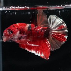 画像2: HMPK　キャンディ (2)