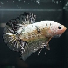 画像4: GHMPK　イエローカッパー (4)