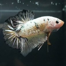 画像8: GHMPK　イエローカッパー (8)