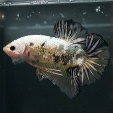 画像1: GHMPK　イエローカッパー (1)