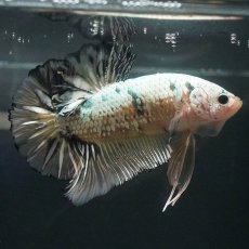 画像6: GHMPK　イエローカッパー (6)