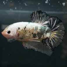 画像5: GHMPK　イエローカッパー (5)