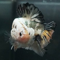 画像3: GHMPK　イエローカッパー (3)