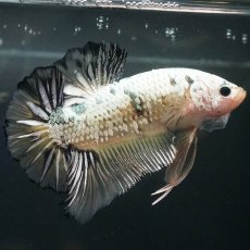 画像2: GHMPK　イエローカッパー (2)