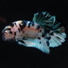 画像2: HMPK　イエロータイガーギャラクシー (2)