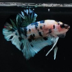 画像10: HMPK　イエロータイガーギャラクシー (10)