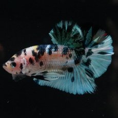 画像7: HMPK　イエロータイガーギャラクシー (7)