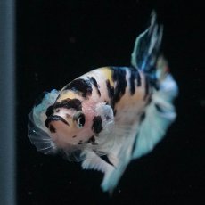 画像3: HMPK　イエロータイガーギャラクシー (3)