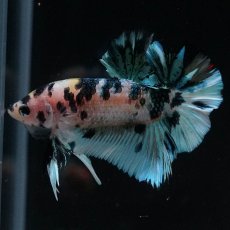 画像9: HMPK　イエロータイガーギャラクシー (9)