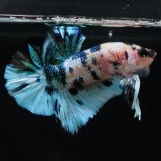 画像8: HMPK　イエロータイガーギャラクシー (8)