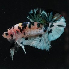 画像5: HMPK　イエロータイガーギャラクシー (5)