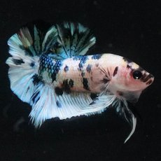 画像6: HMPK　イエロータイガーギャラクシー (6)