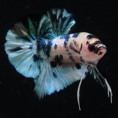 画像4: HMPK　イエロータイガーギャラクシー (4)