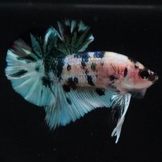 画像1: HMPK　イエロータイガーギャラクシー (1)