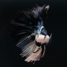 画像3: HM　イエロータイガー (3)