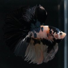 画像8: HM　イエロータイガー (8)