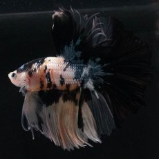 画像11: HM　イエロータイガー (11)