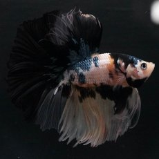 画像2: HM　イエロータイガー (2)