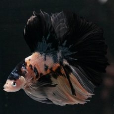 画像10: HM　イエロータイガー (10)