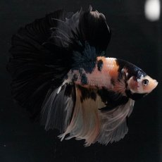 画像5: HM　イエロータイガー (5)