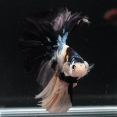 画像6: HM　イエロータイガー (6)