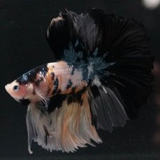 画像1: HM　イエロータイガー (1)