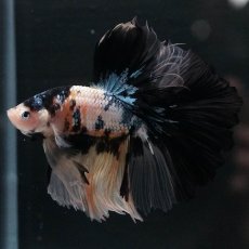 画像9: HM　イエロータイガー (9)