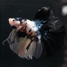 画像7: HM　イエロータイガー (7)